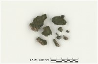 藏品(對齒苔屬)的圖片